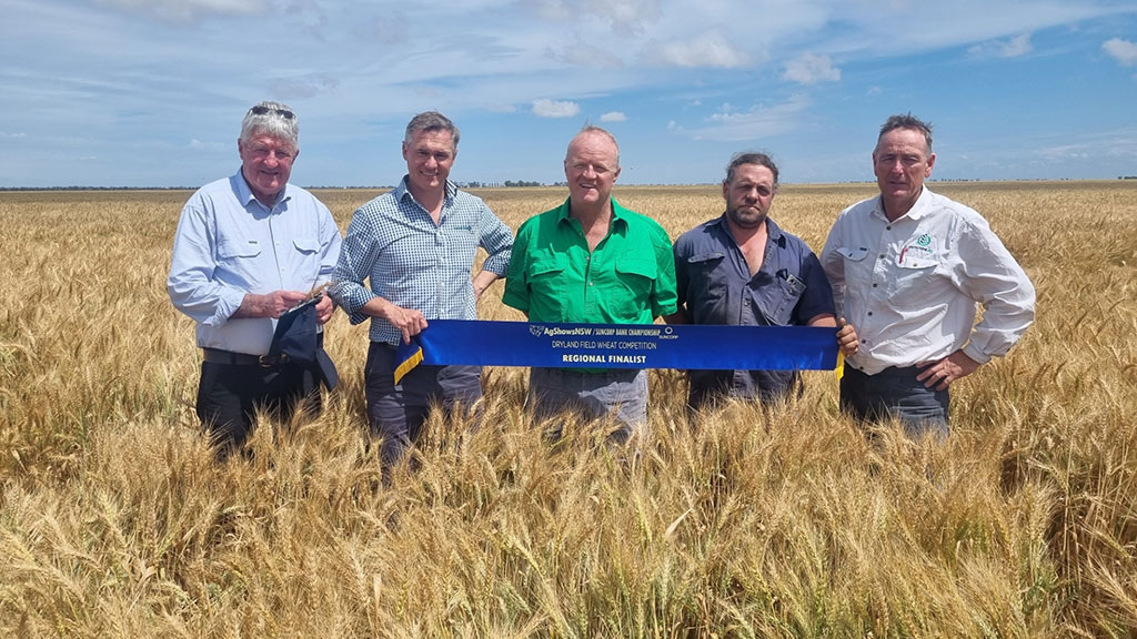 Five farmers standing in a large field of wheat looking at the camera with a blue show ribbon held in front of them.
