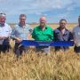 Five farmers standing in a large field of wheat looking at the camera with a blue show ribbon held in front of them.